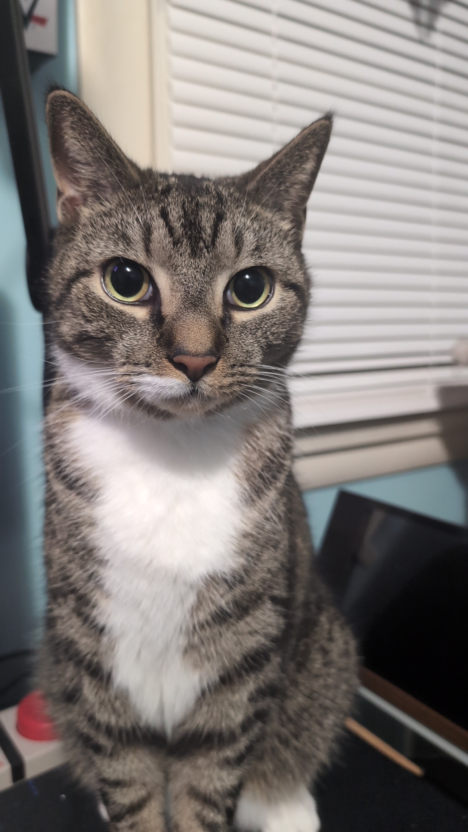 Arnold, a member of the Pawketz pet crew