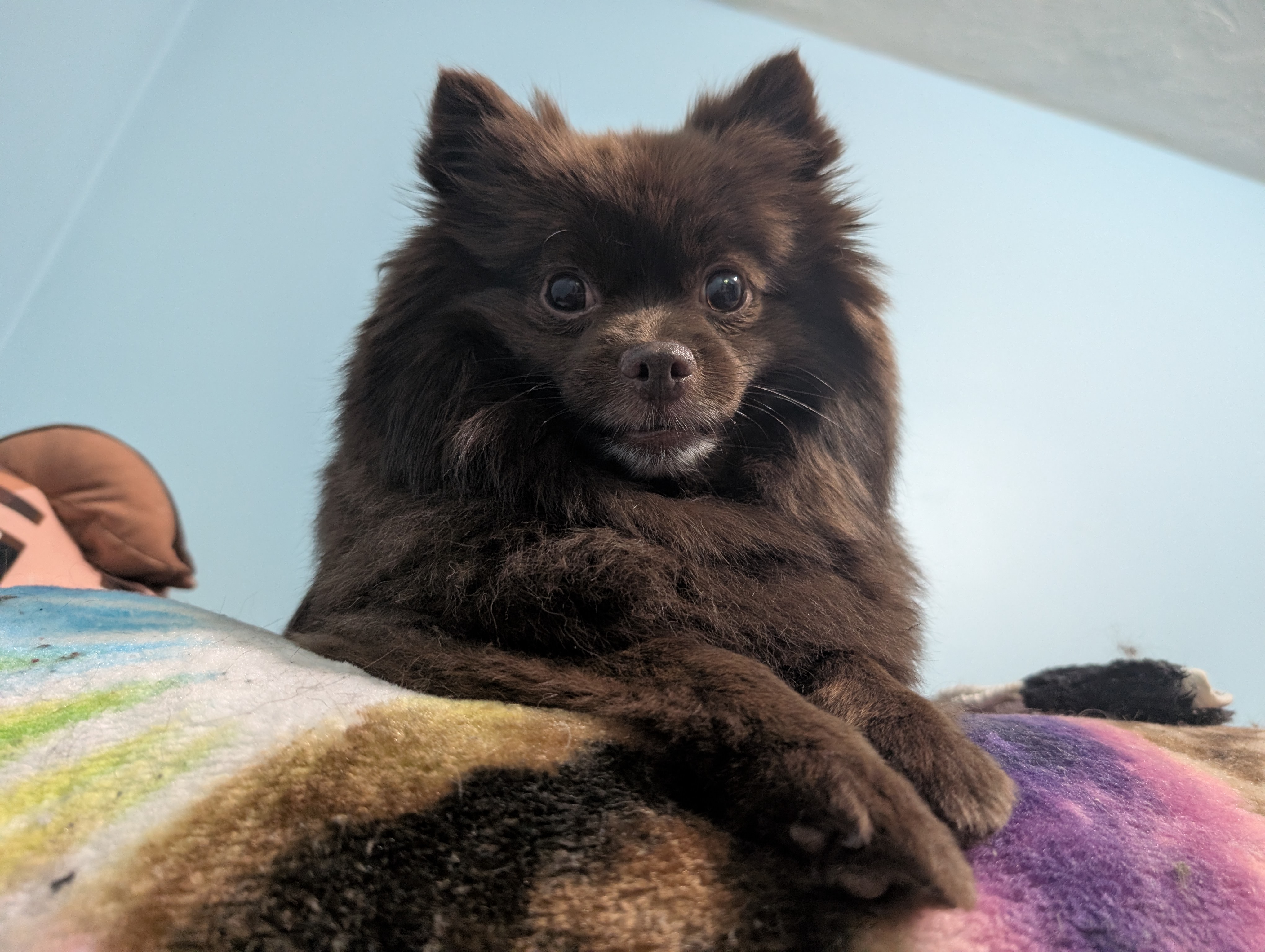 Sasha, a member of the Pawketz pet crew
